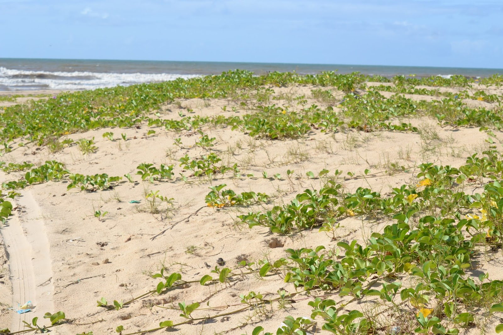 Artigo: Praias, dunas e restingas: conceito, características e importância à luz do Direito Ambiental Brasileiro