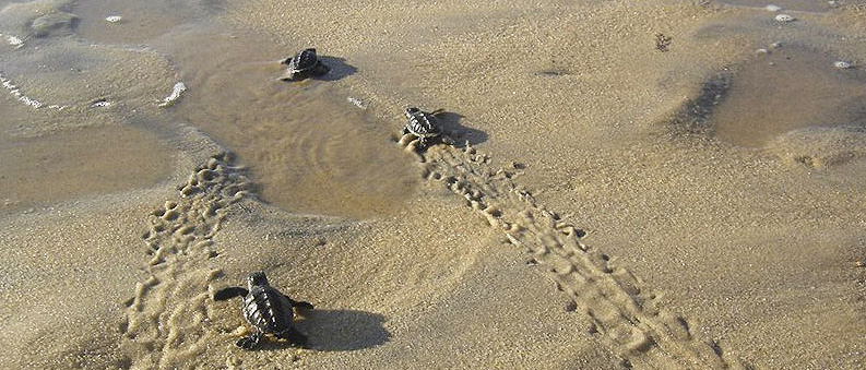 tartarugas